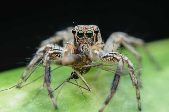 Spiders Are Threatened By Climate Change – And Even The Biggest Arachnophobes Should Be Worried