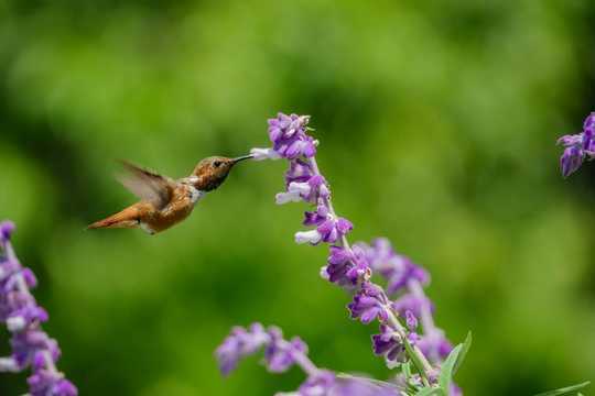 Why Don't Hummingbirds Get Fat Or Sick From Drinking Sugary Nectar?