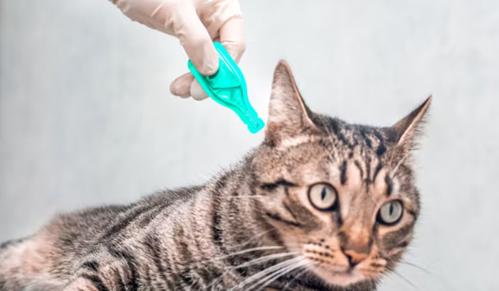 Eco-Friendly Pet Care: Addressing the Pollution of Flea Treatments