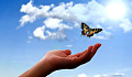 butterfly above an open hand and open sky