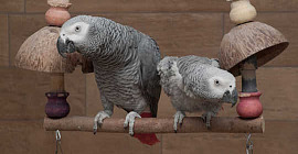African grey parrots are better off with some company. Papooga, CC BY